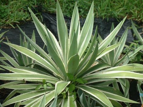 agave.jpg