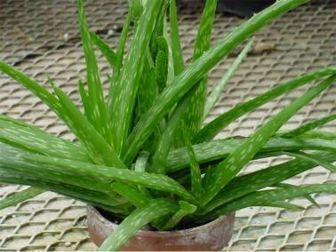 aloe.jpg