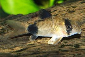 panda_pancelosharcsa_-_corydoras_panda.jpg