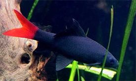 stendhal_hal_-_epalzeorhynchos_bicolor.jpg