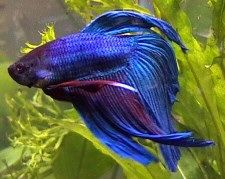 sziami_harcoshal_-_betta.jpg