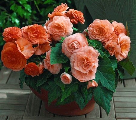 viragos_begonia.jpg