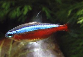 voros_neonhal_-_paracheirodon_axelrodi.jpg