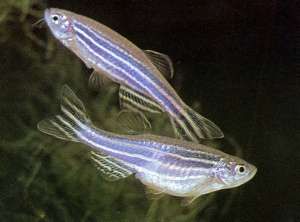 zebra_danio.jpg