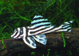 zebraharcsa_-_hypancistrus_zebra.jpg